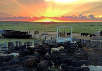 BT_Sunset_Shipping_Cattle