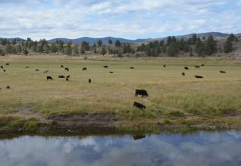 BT_Water_Creek_Cattle_Oregon
