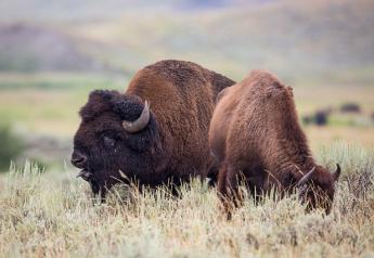 Bison_Yellowstone_NPS