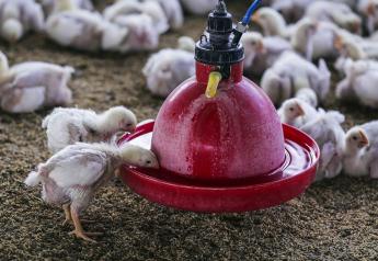 Broiler chicks drink water at a poultry farm in Ranga Reddy, India.