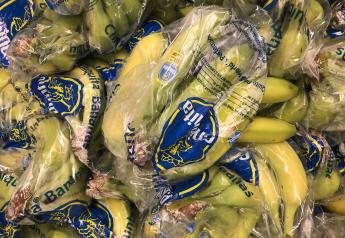 Banana companies safeguard supply against Panama disease