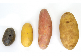 Jones Potato Farm starts small packs