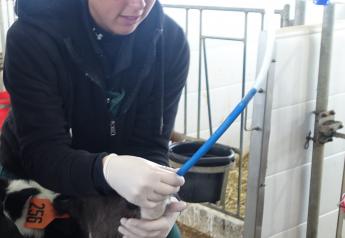 An esophageal tube feeder can be a lifeline for young calves, delivering colostrum, milk or electrolytes when they are unable to suckle a bottle. But incorrect use of these feeders can be dangerous or even deadly. The University of Wisconsin Dairy Extension team shares advice on the best methods for using tube feeders.