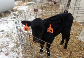 “Black” is Not the Only Goal in Beef-on-dairy Breeding