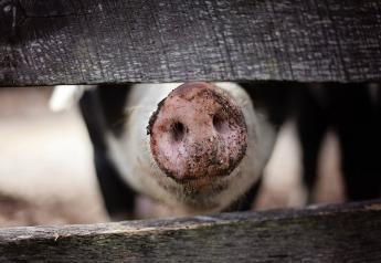 Large Breeding Farm Breaks with African Swine Fever in Bulgaria