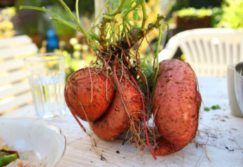  North Carolina Sweet Potato expands marketing efforts