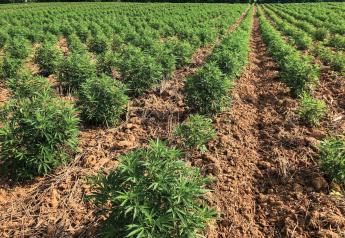 Farm Journal and the U.S. Hemp Growers Association want to help you get on the right production path at their Hemp College on March 25 in Lubbock, Texas. 