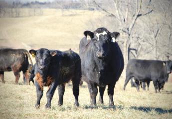 Preconditioning: Set Calves Up for Success