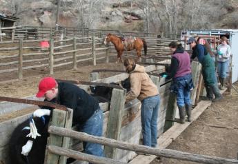 Depending on production systems, facilities and labor, ranchers can choose between several effective synchronization protocols, some using controlled internal drug release (CIDR) devices.