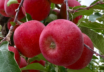 Washington Gala apples in new Mexican promotional campaign: It's