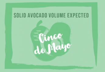 Solid avocado volume expected around Cinco de Mayo