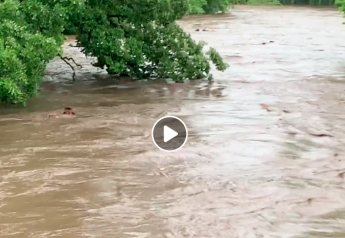 Video Shows MN Cattle Swept Away By Flash Flood