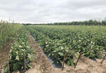 Tomato growers expect strong results from Texas crops