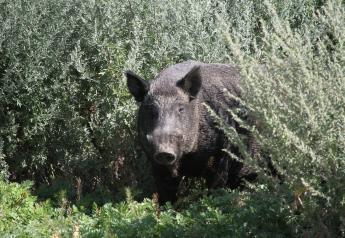 Monster-Sized Wild Pigs are on the Rise in Canada