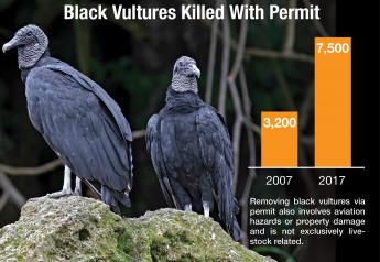 Opportunistic Killers: Black Vultures