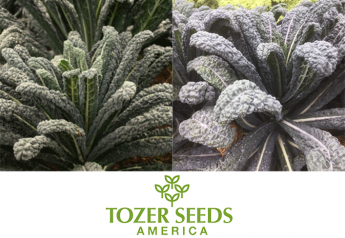 Holy kale — Tozer Seeds has new varieties