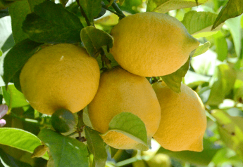 COVID-19: Make Lemonade out of Lemons 
