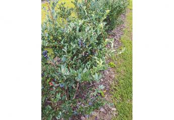 Southeast berry growers getting ready for spring