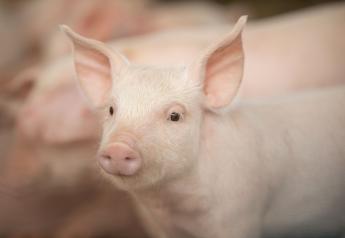 The Benefits of a Quality Weaned Pig