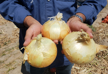 Slow start to season, but Peru’s onions to rebound