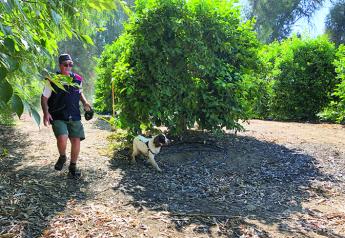 Canines sniff out HLB