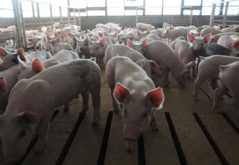 K-State Plans Annual Swine Day for Nov. 21