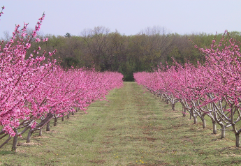 New Jersey peach growers optimistic about crop