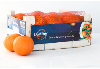 Moroccan season starts for LGS Specialty’s Darling Clementines