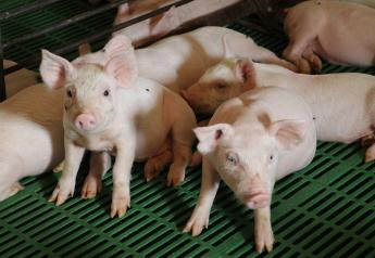 Scientists Recognized for Contributions to Swine Research
