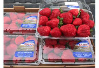 Good-quality berries plentiful this summer