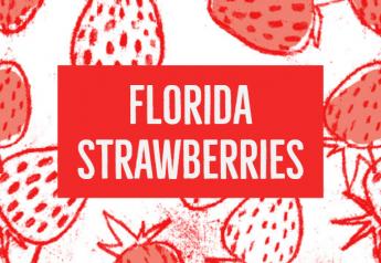 Florida strawberry growers cope with challenges