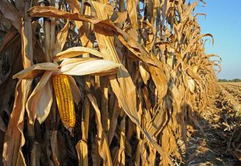 There’s a Little Mystery to This Year’s Late Planted Corn