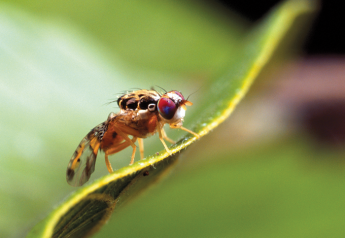 A quarantine in Los Angeles County, Calif., has been dropped after a successful Mediterranean fruit fly eradication campaign 