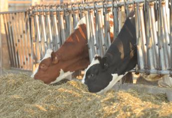 Close-up dry cows should be provided with 36”of bunk space.