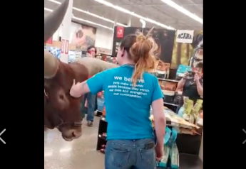 A Texas Petco honored their “all leashed pets are welcome” policy when a man brought a haltered steer to the store. 