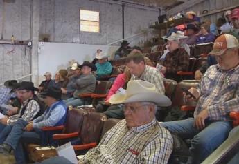 Cattle Producers Livestock Auction
