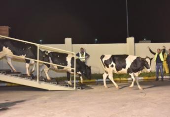 Before the sanctions, most of Qatar's dairy products came from Saudi Arabia.