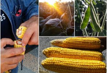 Pro Farmer U.S. 2016 corn and soybean crop estimates