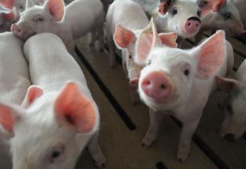 Consider what level of risk is involved in moving weaned pigs from farrowing to finishing operation.

