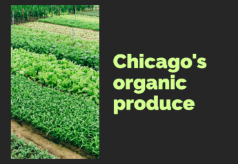 Organic produce in the Chicago market 