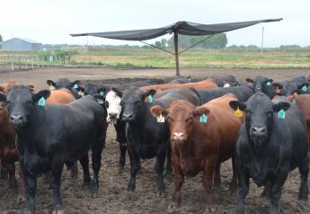Backlogs of cattle will be present for several weeks