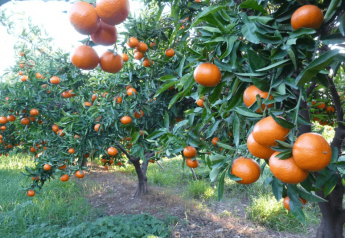 Chile expects bump up in clementine exports