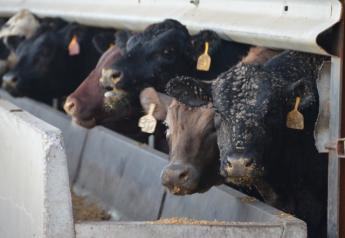 Cash cattle prices steady to higher