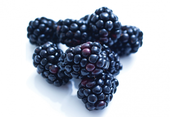 Hepatitis A cases related to blackberries rise again