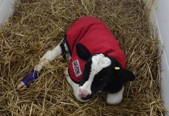 Newborn Calves May Benefit from Pain Relief