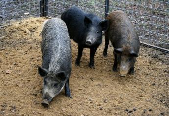 Feral Hog Control Gets USDA Boost