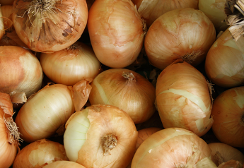 Mexico, Canada export destinations for Idaho-Eastern Oregon onions