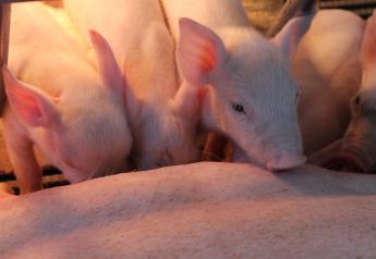 Pork Industry Makes Gains in Sustainability 