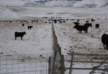 Fenceline weaning appears to benefit calf performance, but might not be practical for some producers. 