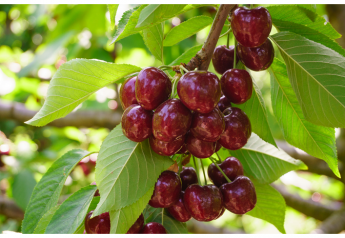 Suppliers agree that, barring anything foreseen, there should be plenty of cherries this summer.